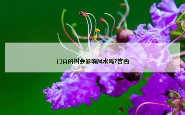 门口的树会影响风水吗?吉凶