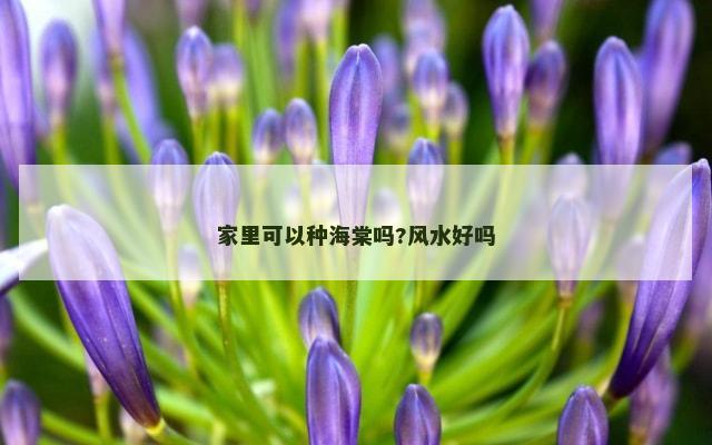 家里可以种海棠吗?风水好吗