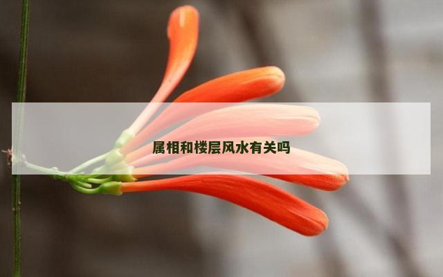 属相和楼层风水有关吗