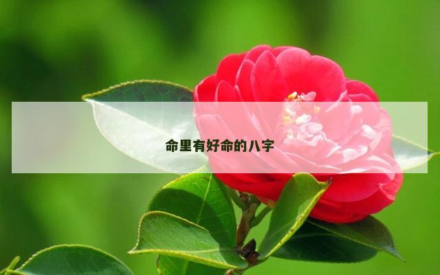 命里有好命的八字