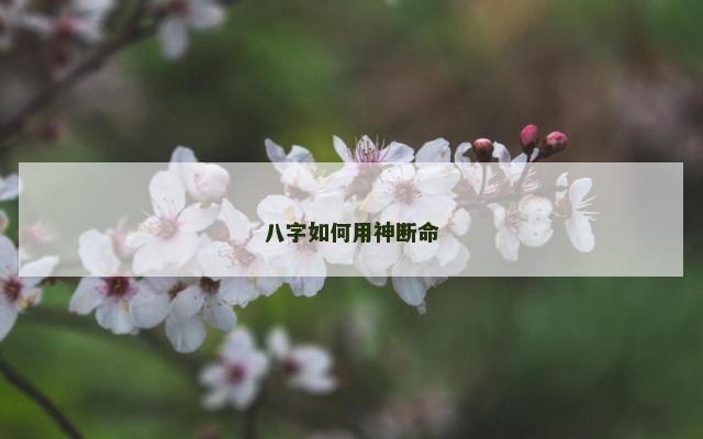 八字如何用神断命