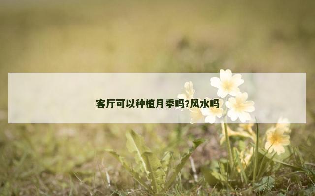 客厅可以种植月季吗?风水吗