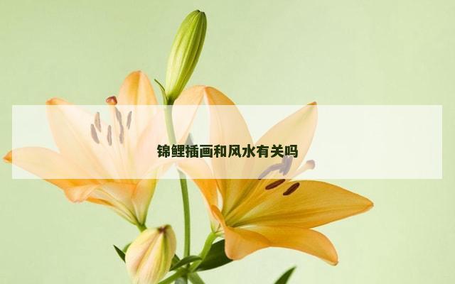 锦鲤插画和风水有关吗
