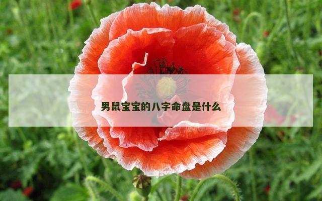 男鼠宝宝的八字命盘是什么