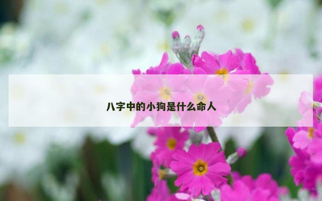 八字中的小狗是什么命人