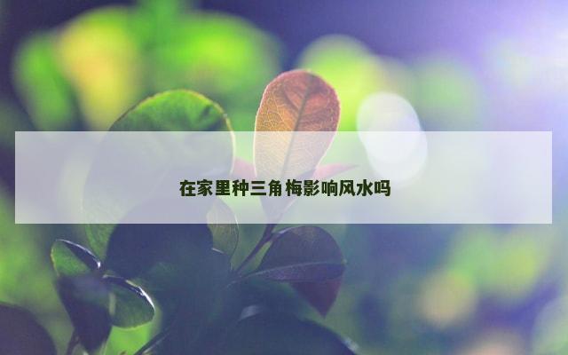 在家里种三角梅影响风水吗
