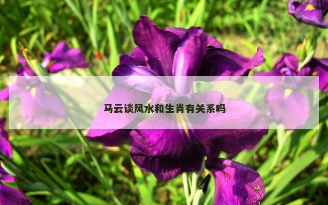 马云谈风水和生肖有关系吗