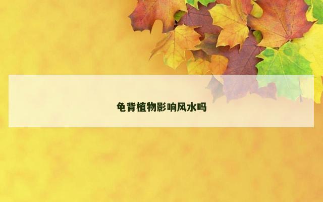 龟背植物影响风水吗