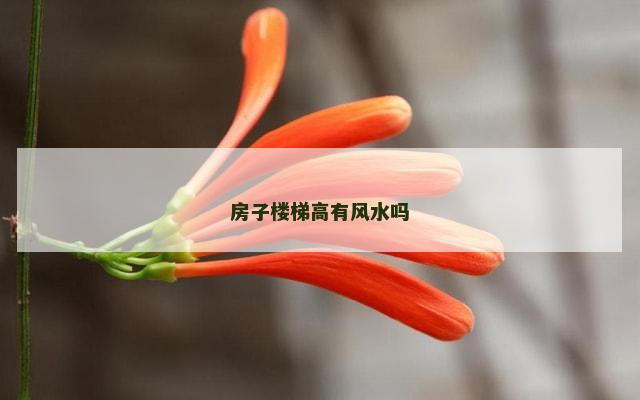 房子楼梯高有风水吗