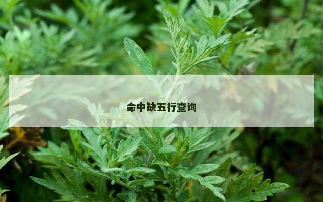 命中缺五行查询