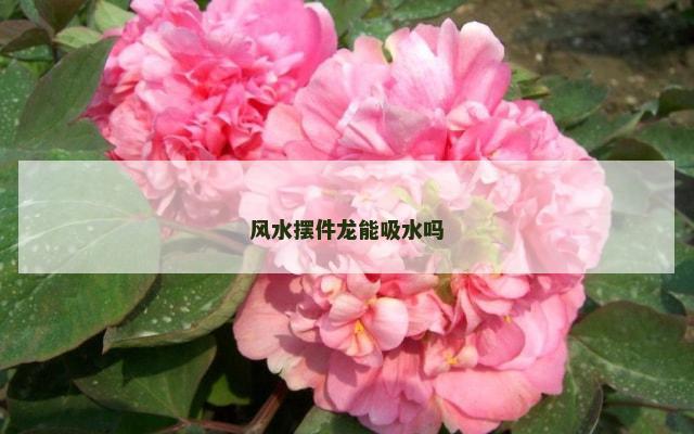 风水摆件龙能吸水吗
