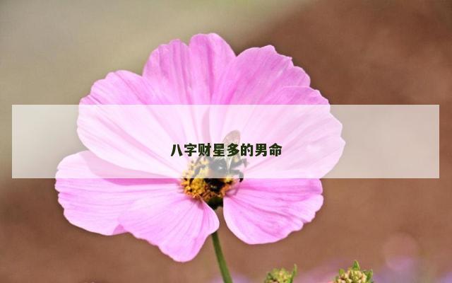 八字财星多的男命