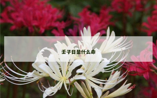 壬子日是什么命