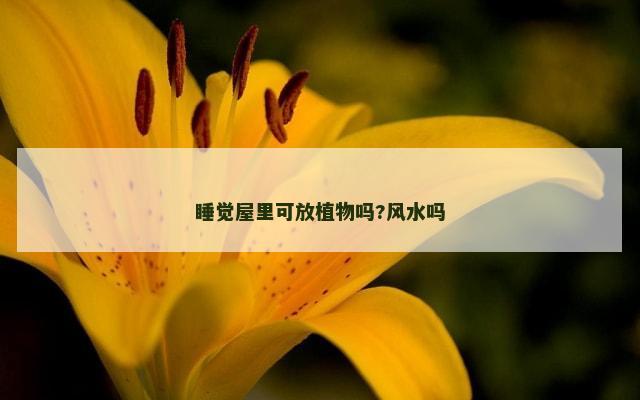 睡觉屋里可放植物吗?风水吗