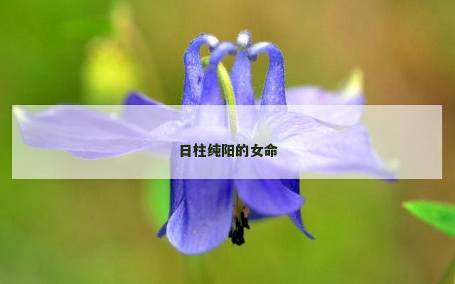 日柱纯阳的女命