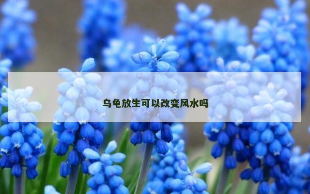 乌龟放生可以改变风水吗
