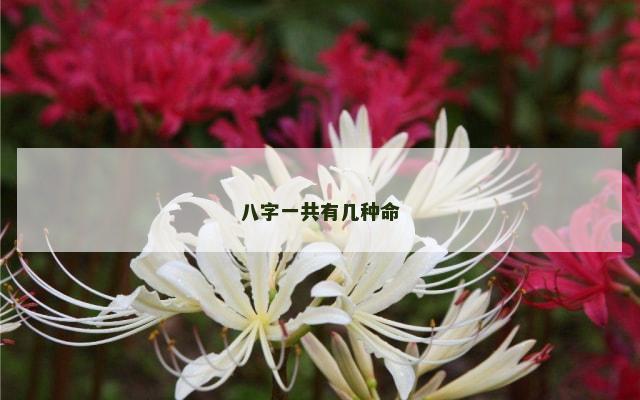八字一共有几种命