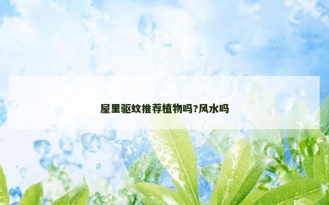 屋里驱蚊推荐植物吗?风水吗