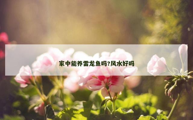 家中能养雷龙鱼吗?风水好吗