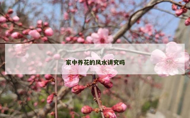 家中养花的风水讲究吗