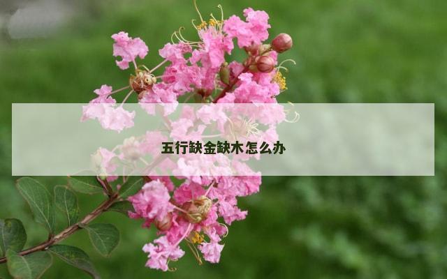 五行缺金缺木怎么办