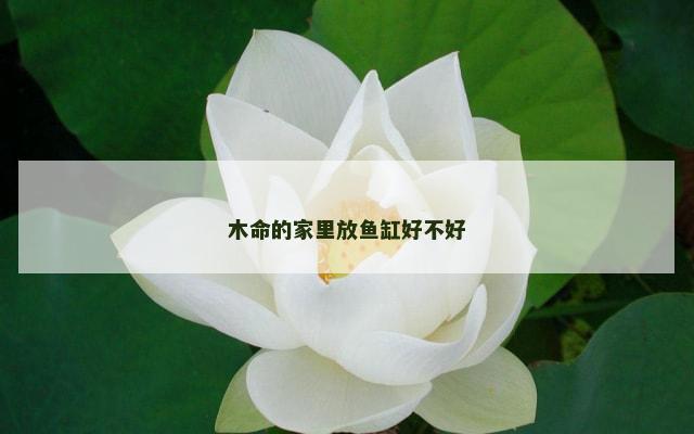 木命的家里放鱼缸好不好