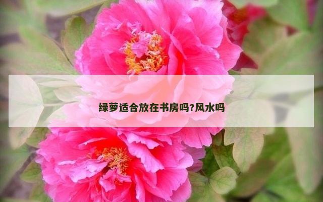 绿萝适合放在书房吗?风水吗