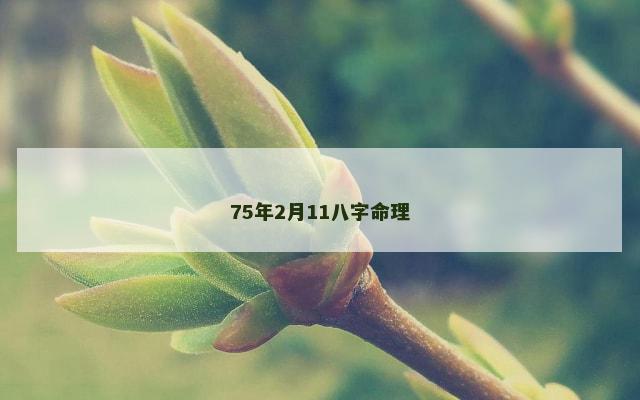 75年2月11八字命理