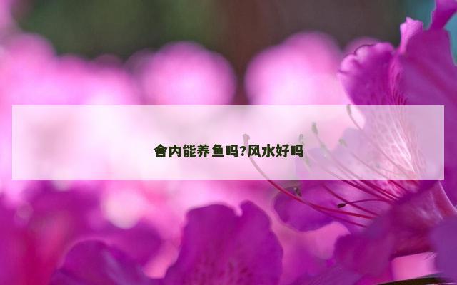 舍内能养鱼吗?风水好吗