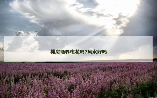 楼房能养梅花吗?风水好吗