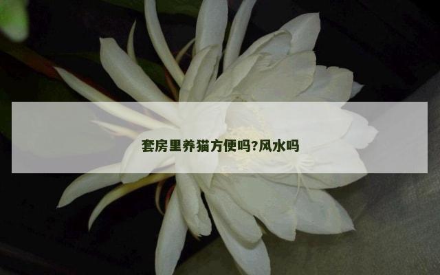 套房里养猫方便吗?风水吗