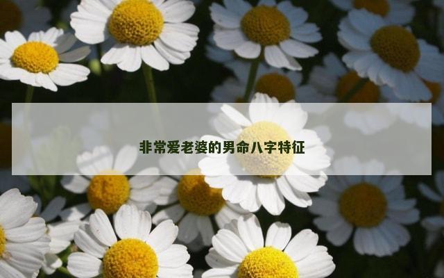 非常爱老婆的男命八字特征
