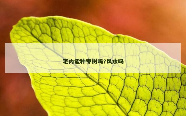 宅内能种枣树吗?风水吗