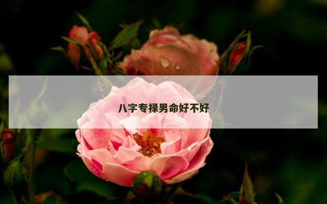 八字专禄男命好不好