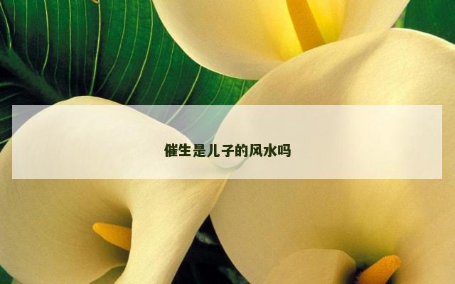 催生是儿子的风水吗