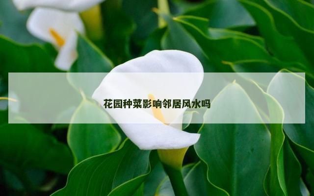 花园种菜影响邻居风水吗