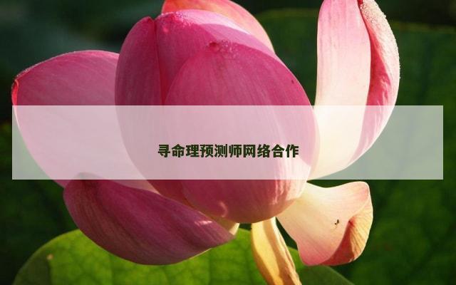 寻命理预测师网络合作