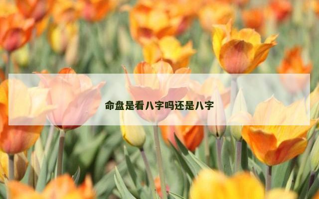 命盘是看八字吗还是八字