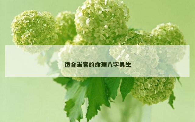 适合当官的命理八字男生