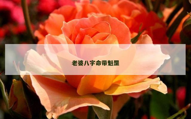 老婆八字命带魁罡