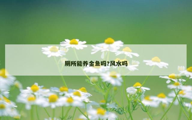 厕所能养金鱼吗?风水吗