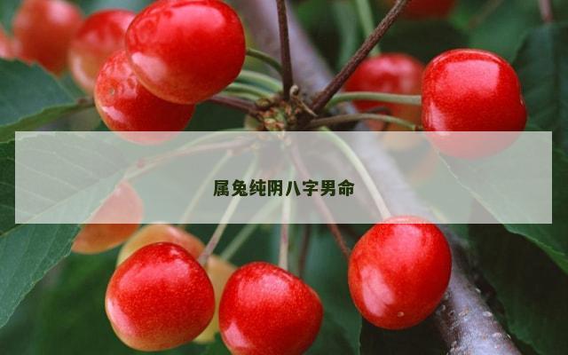 属兔纯阴八字男命