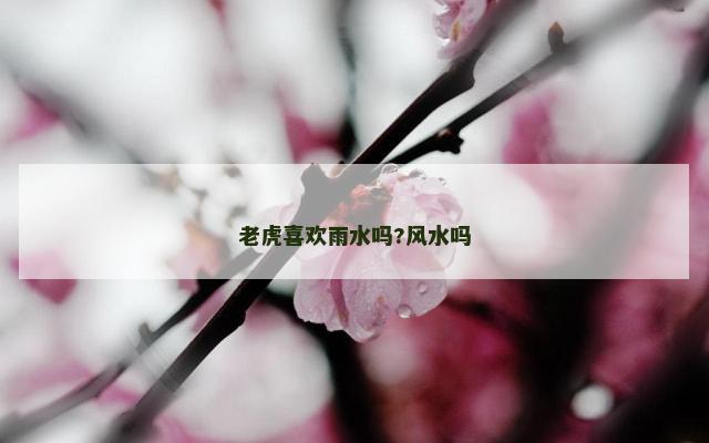 老虎喜欢雨水吗?风水吗
