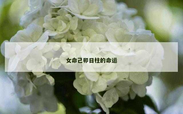 女命己卯日柱的命运