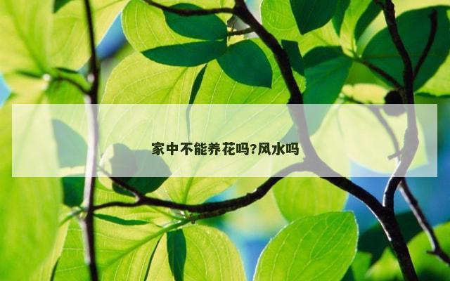 家中不能养花吗?风水吗