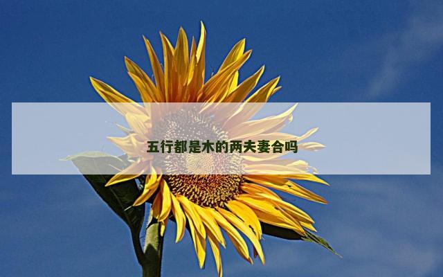 五行都是木的两夫妻合吗