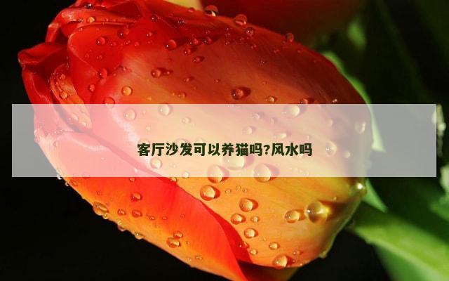 客厅沙发可以养猫吗?风水吗
