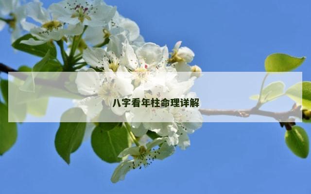 八字看年柱命理详解