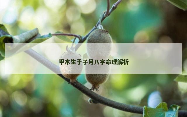 甲木生于子月八字命理解析