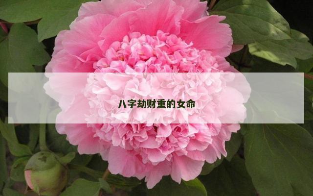 八字劫财重的女命